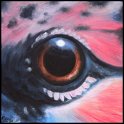 Augenblick eines Flammenkopf-Bartvogels Acryl auf Leinwand;
30 x 30 cm